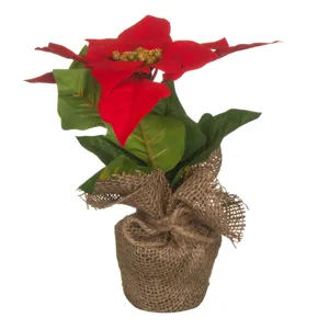 Ghiveci Decorativi Crăciuniță 19x20cm Bej