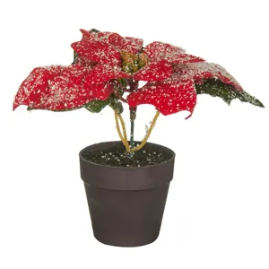 Ghiveci Decorativ cu Crăciuniță în Zăpadă 21x14 cm