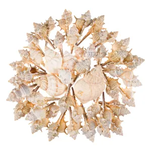 Scoici decorative albe, 400g, amestec de 43 scoici alungite și 3 scoici rotunde, lungime până la 9 cm