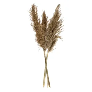 Iarbă decorativă de pampas bej uscată pentru accentul interior