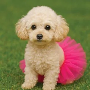 Fusta pentru câini, Tutu fucsia, One Size