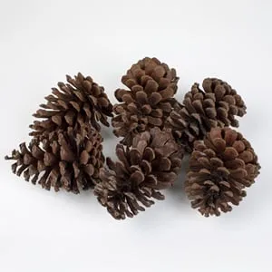 Set Conuri Decorative Mari Naturale pentru Decorul de Sărbători