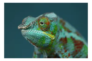 Cameleon culori vibrante natură, 90 x 50 cm