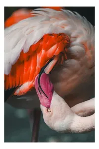 Tablou Canvas cu Flamingo, , Roz, 26 x 39 cm