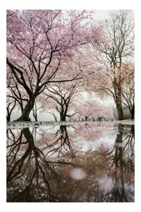 Tablou Canvas Flori de Cireș și Reflecții Roz Pastel, 50 x 90 cm