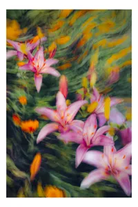 Tablou Canvas Flori Stelare Zbor Diafan Art Floral, 50 x 70 cm