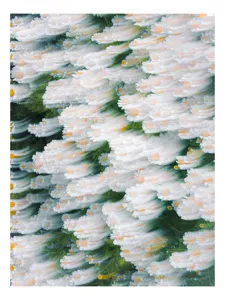 Tablou Canvas cu desen floral margarite albe, 50 x 50 cm