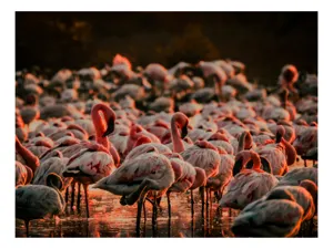 Tablou Canvas cu fluturi de flamingo \"Dansul Roz al Apei Serenității\", 54 x 39 cm