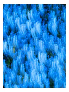 Tablou Canvas cu motiv floral albastru șoptit, 70 x 100 cm