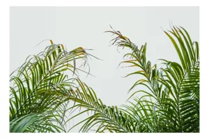 Tablou Canvas Natură Tropicală Frunze Palmieri Verde Cer Atmosferă, 39 x 26 cm