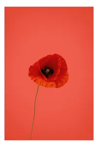 Tablou Canvas cu Design de Maci Roșu pentru Interioare, 100 x 100 cm