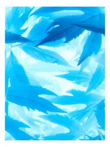 Tablou Canvas Frunze Albastre Serene Natură, 26 x 39 cm