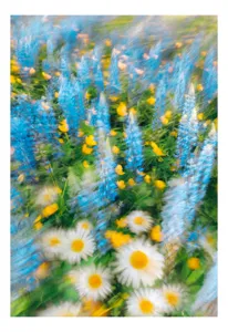 Tablou Canvas cu Flori Multicolore în Grădină, 50 x 70 cm