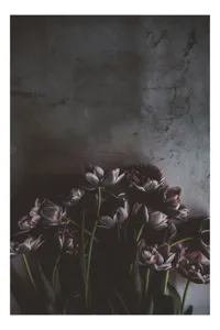 Tablou Canvas, "Flori de lalea în penumbră misterioasă", Flori, Lalele, Umbre, Textură, Întunecat, Elegant, Natural, Bogat, Contrast, Delicat, 26 x 39 cm