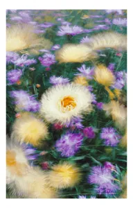 Tablou Canvas, "Dansul eteric al florilor de câmp", 26 x 39 cm