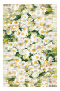 Tablou Canvas natur al margaretelor vesele, 70 x 100 cm