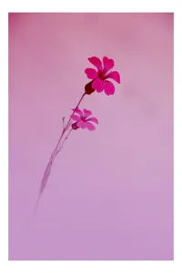 Tablou Canvas Flori Delicate în Zori Rozalie Art Decor, 100 x 100 cm