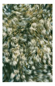 Tablou Canvas cu flori albe, artă florală și emoție, 50 x 90 cm
