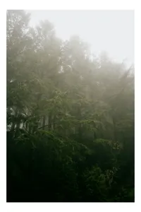 Tablou Canvas, "Pădurea învăluită în ceață densă", Ceață, Pădure, Mister, Verzișor, Seninătate, Natură, Întuneric, Arbori, Liniște, 70 x 100 cm