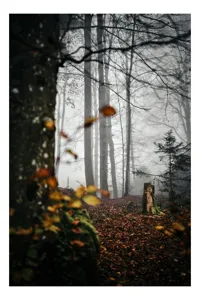 Tablou Canvas, "Toamnă misterioasă în pădurea înfrunzită", Mister, Frunziș, Ceață, Copaci, Toamnă, Liniște, Natură, Pădure, Întuneric, Solitudine, 70 x 100 cm
