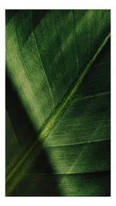 Tablou Canvas Textură Frunze Verzi Natură Organic Detaliu, 50 x 70 cm