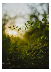 Tablou Canvas, "Răsărit printre crenguțe verzi strălucitoare", Frunze, Lumina, Apus, Verdeață, Natură, Relaxare, Atmosferă, Bokeh, Seară, Liniște, 26 x 39 cm