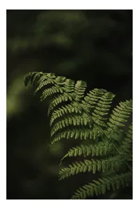 Tablou Canvas, "Frunză de ferigă în umbră pădurii", Frunză, Verde, Natură, Contrast, Umbră, Detaliu, Textură, Lumină, 100 x 150 cm