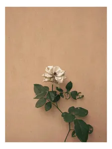 Tablou Canvas Trandafir Ofilit pe Fundal Simplu - Artă Florală Minimalistă, 70 x 100 cm