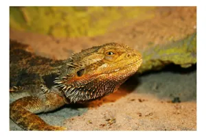 Tablou Canvas, "Dragonul barbos odihnindu-se pe nisip", Șopârlă, Nisip, Textură, Ochi, Solzi, Habitat, Reptilă, Culoare, Detaliu, Furtunoasă, 100 x 100 cm