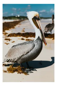Tablou Canvas, "Pelican visător pe plajă însorită", Pelican, Plajă, Mare, Nisip, Alge, Cer Albastru, Pene, Pasăre, Apă, Natură, 26 x 39 cm