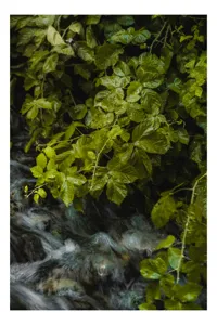Tablou Canvas Frunziș Verde deasupra Apei Curgătoare Natură, 50 x 70 cm
