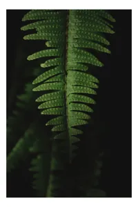Tablou Canvas, "Frunza de ferigă în umbră verde", Frunză, Verde, Fern, Natură, Umbre, Textură, Detaliu, Frunziș, Închidere, Vegetație, 39 x 54 cm