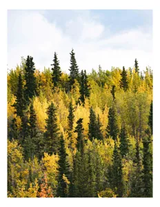 Tablou Canvas, "Padurea in straie de toamna", Pădure, Toamnă, Culori, Verde, Galben, Arbori, Cer, Natură, Frunziș, Peisaj, 50 x 90 cm
