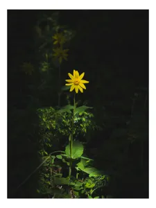 Tablou Canvas, "Floarea însorită în umbra pădurii", Floare, Galbenă, Întuneric, Iluminată, Frunzele, Mister, Natură, Solitar, Sclipire, Contrast., 70 x 100 cm