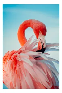 Tablou Canvas, "Flamingo în oglinda apei albastre", Roz, Elegant, Delicat, Grațios, Strălucitor, Natură, Frumusețe, Contrast, Vibrant, Pene, Serenitate, 50 x 90 cm