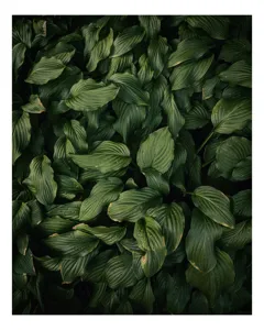 Tablou Canvas, "Frunzele pădurii dense și verzi", Frunziș, Verde, Textură, Natură, Prospețime, Abundență, Vitalitate, Organic, Liniște, Sălbăticie, 70 x 100 cm