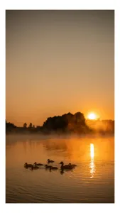 Tablou Canvas, "Răsărit liniștit peste lac cu rațe", Apus, Rațuște, Apă, Siluetă, Copaci, Cețoasă, Reflexie, Cer, Aurit, Liniște, 70 x 100 cm