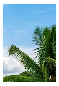 Tablou Canvas, "Vânt printre frunzele palmierilor", Cocotier, Frunze, Cer, Nori, Verde, Albastru, Tropical, Soare, Natura, Peisaj, 50 x 70 cm