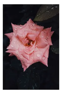 Tablou Canvas, "Trandafir fermecător după ploaie de vară", Roz, Delicată, Înflorită, Strălucitoare, Înviorată, Detaliată, Natură, Prospețime, Frumusețe, Subtilitate, 70 x 100 cm