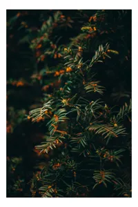 Tablou Canvas, "Frumusețea ascunsă a naturii verzi", Frunziș, Verde, Textură, Întunecat, Ramificații, Nuanțe, Natură, Organic, Subțire, Încântător, 26 x 39 cm