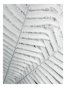 Tablou Canvas, "Tapiseria frunzelor translucide de ferigă", Frunze, Filigran, Alb, Textură, Delicat, Model, Natură, 70 x 100 cm
