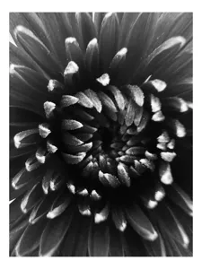 Tablou Canvas, "Simfonia umbrelor florale în alb-negru", Floare, Alb, Negru, Petale, Spirală, Textură, Contrast, Fantezie, Delicatețe, 100 x 100 cm