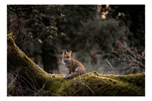Tablou Canvas, "Vulpea pe trunchi acoperit de mușchi", Fox, Moss, Forest, Tranquil, Nature, Branches, Wildlife, Greenery, 54 x 39 cm