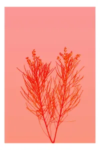 Tablou Canvas, "Ritm vegetal pe fundal roz", Ramură, Roșu, Minimalism, Natură, Simplu, Frumusețe, 39 x 54 cm