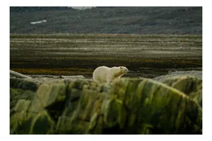 Tablou Canvas, "Urs polar în habitat natural nordic", Urs, Tundră, Rocă, Izolare, Natură, Frig, Singurătate, Peisaj., 39 x 26 cm