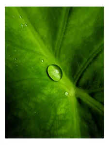 Tablou Canvas, "Picătura de rouă pe frunză verde", Frunză, Picătură, Verde, Textură, Natură, 100 x 100 cm