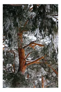 Tablou Canvas, "Iarna în pădurea de brazi verzi", Copac, Gheață, Iarnă, Crengi, Natură, Zăpadă, Frumusețe, Brumă, Pădure, Rece, 100 x 150 cm