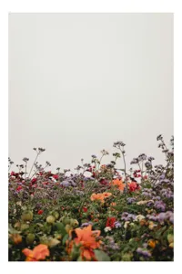 Tablou Canvas, "Flori în bătaia vântului liniștit", Flori, Culori, Natură, Frumusețe, Simplu, Cer, Variație, Primăvară, Prospețime, Diversitate, 70 x 100 cm