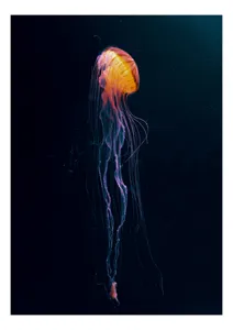 Tablou Canvas, "Meduza dansând în adâncuri mistice", Fascinant, Strălucitor, Subacvatic, Misterios, Feeric, Etereal, Grațios, Încântător, 100 x 150 cm