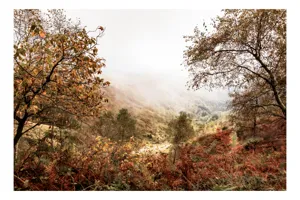 Tablou Canvas, "Pădurea învăluită în ceață misterioasă", Frunziș, Ceață, Coline, Toamnă, Peisaj, Natură, Tranquilitate, Culori, Copaci, Lumină, 70 x 50 cm